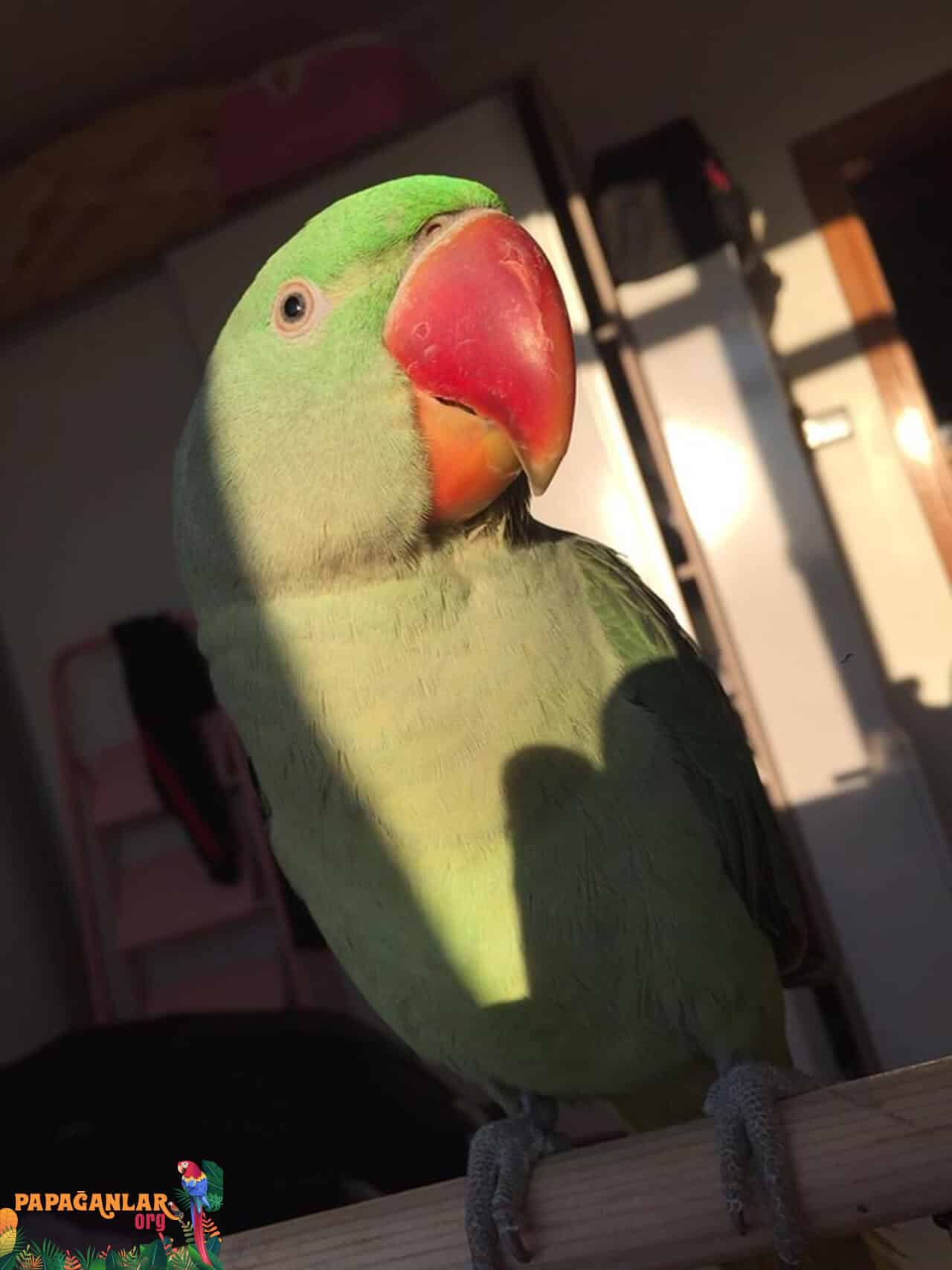 Alexander parrot life span
