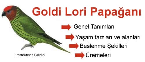Goldi Lori Papağanı