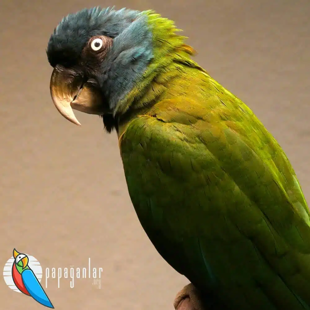 Zwischenpreise für Papageien