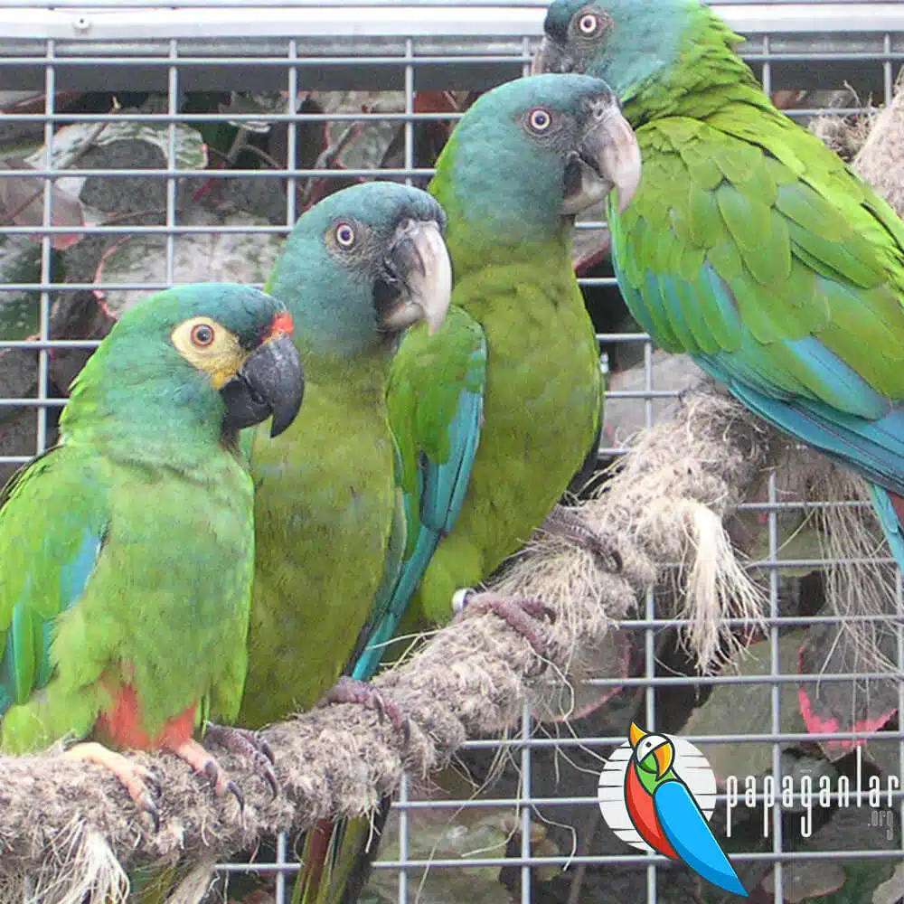 wie viele Jahre der Ara-Papagei lebt