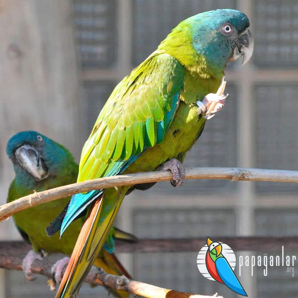 ara parrot life span