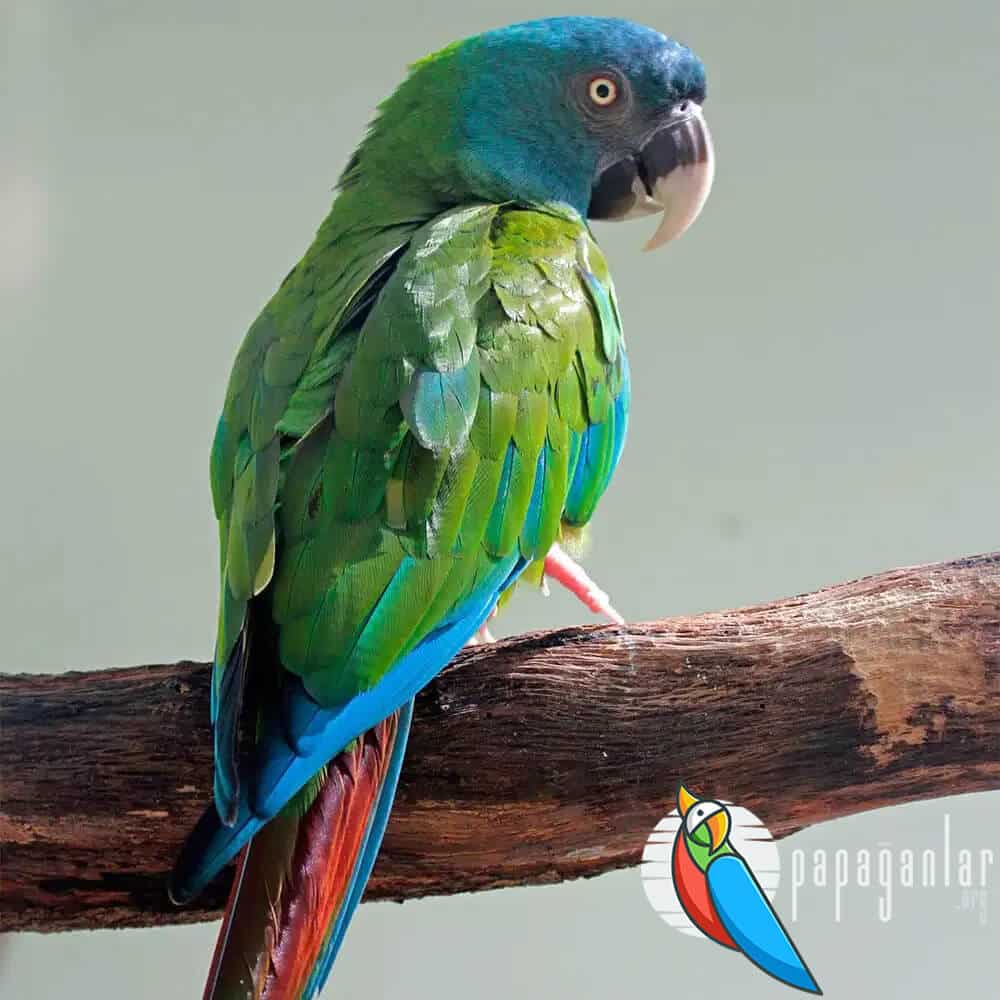 ara parrot features