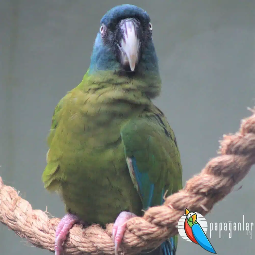 ara parrot for sale