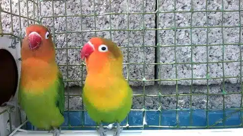 Red-Faced Lovebird Parrot