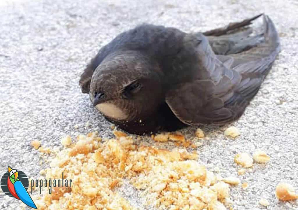 ¿Qué come el pájaro ababil?