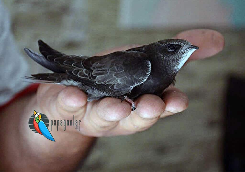 Baby-Ebabilvogel