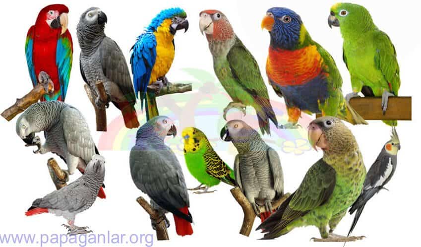 Dünya üzerinde 332 adet papağan türü bulunmaktadır.