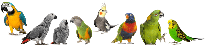 Papageien-Arten