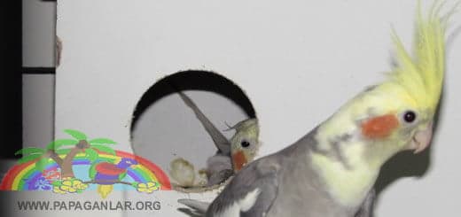 Papağanlar Kuşlar Nasıl Çiftleşirler