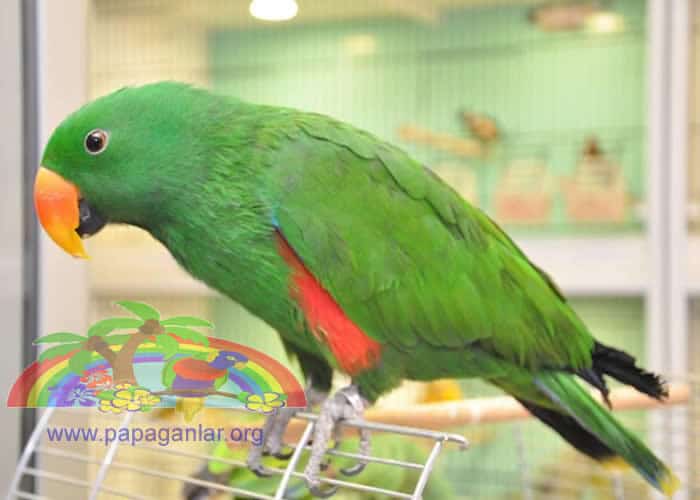 About Eclectus Parrots Prices