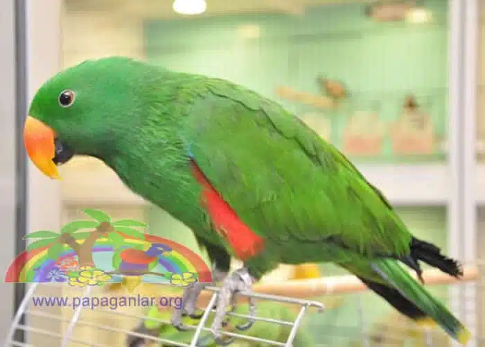 Über Eklektus Papageien Preise