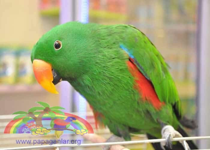 Eclectus Parrot Portal Information Sharing