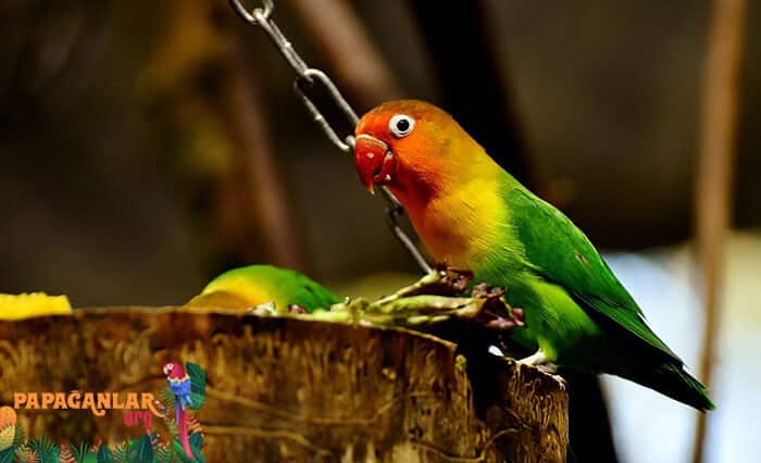 Lovebird Parrot Prices