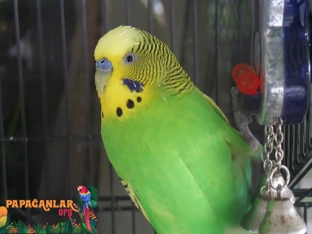Indoor Parrot Flying