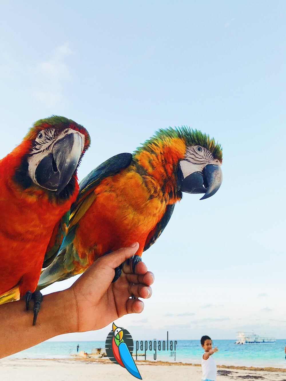 What does it mean to see a parrot in a dream?