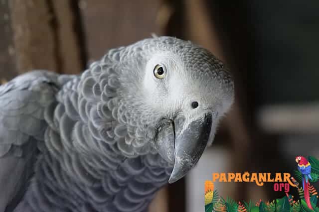 Why Did Alex the Parrot Die?