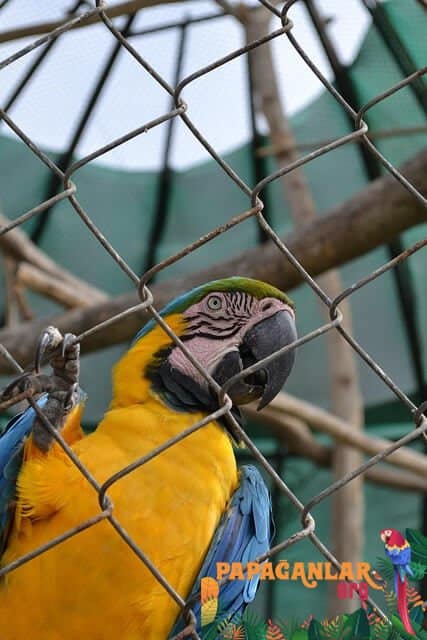 Parrot Cage Mat