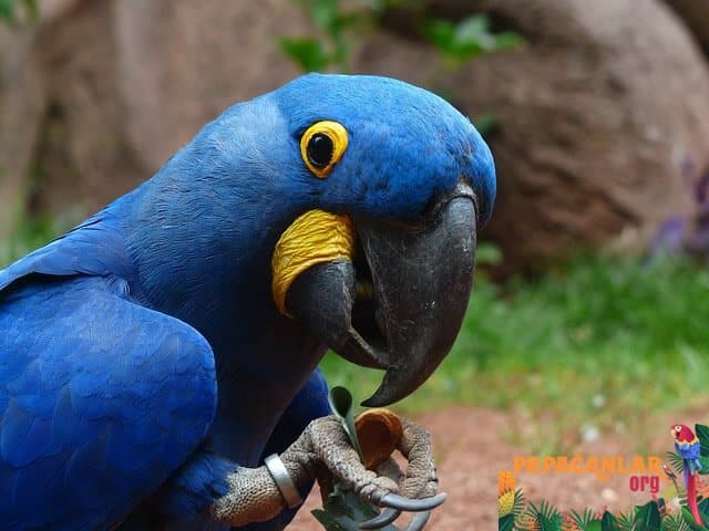 Stellen Sie den Papageien Spielzeug zur Verfügung, damit sie sich im Käfig amüsieren können.