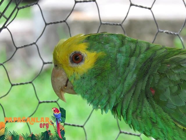 Reinigung von Papageienkäfigen
