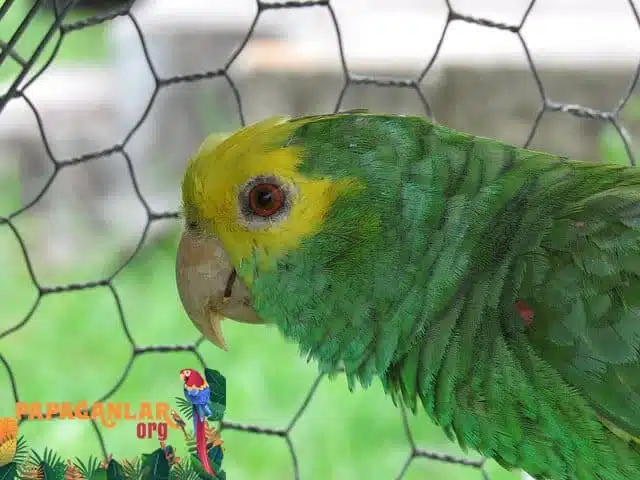 Parrot Cage Cleaning