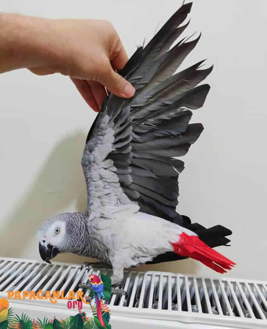 how to adjust African Gray parrot wings