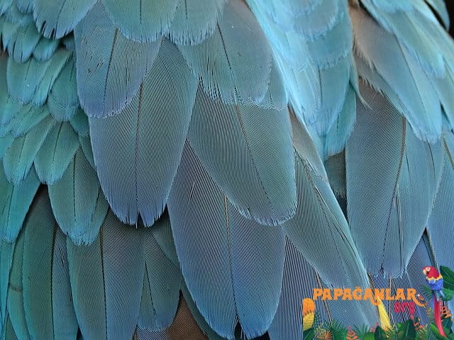 African Gray Parrot Wing Cut