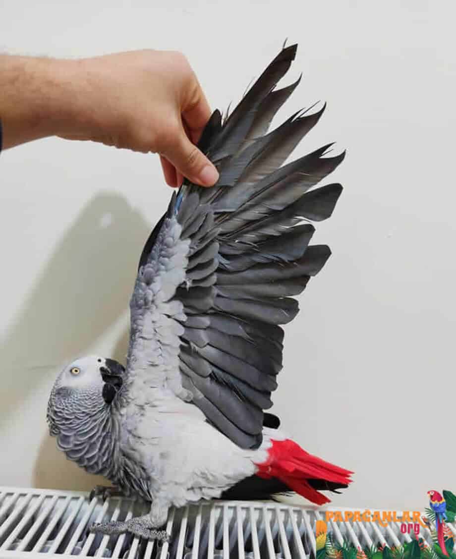 jaco parrot wing cut