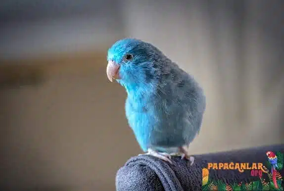 Blue Parakeet(Blue Little Parrot)
