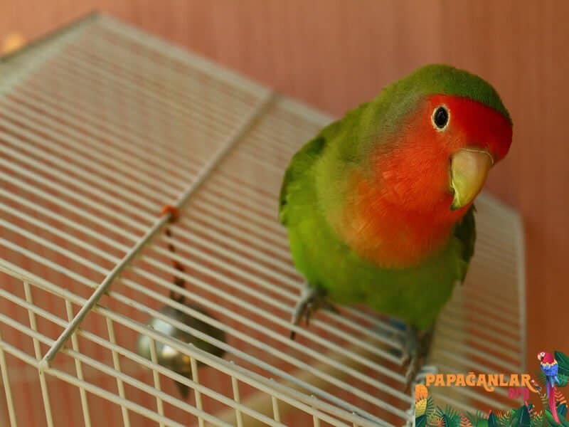What should be done for lovebird mating?