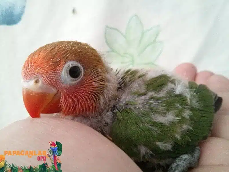 Lovebird Receiving a Baby