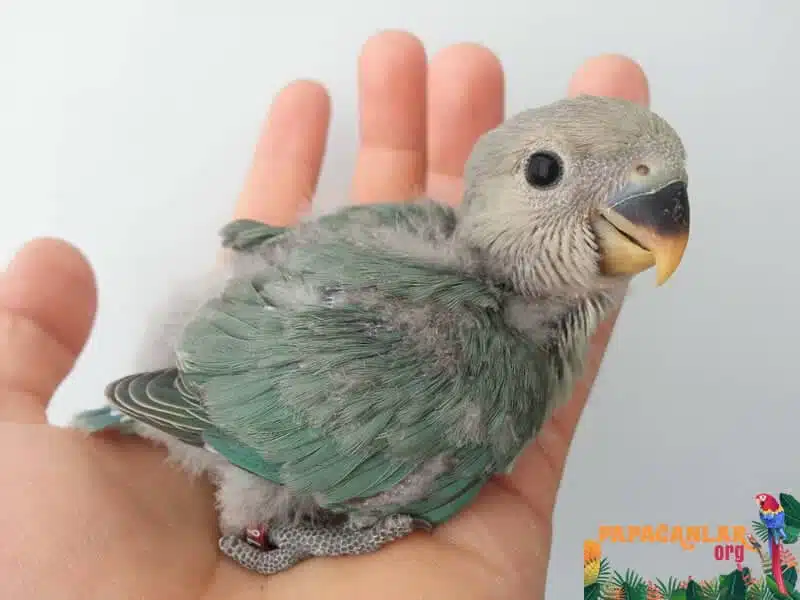 How to Tell if a Lovebird is a Baby