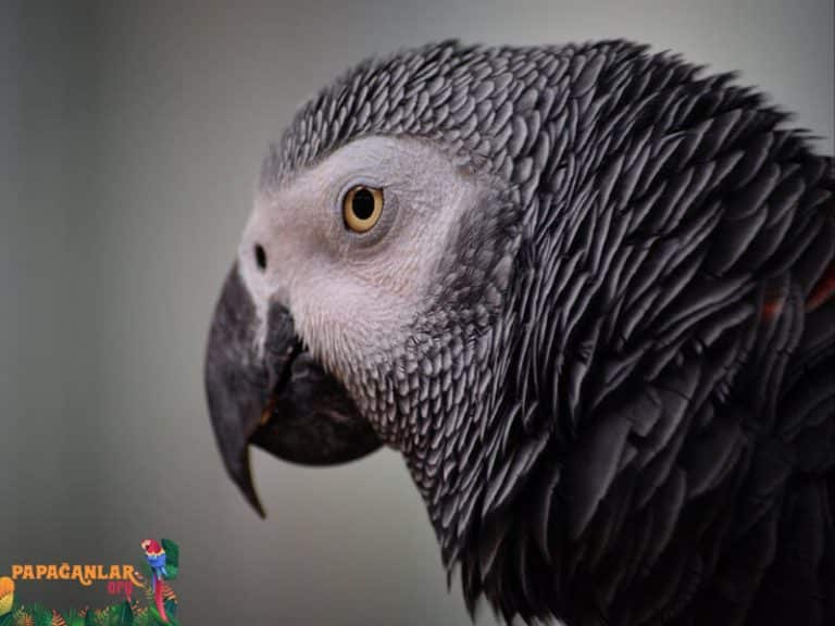 Parrots Eye Swelling And Abscess Formation