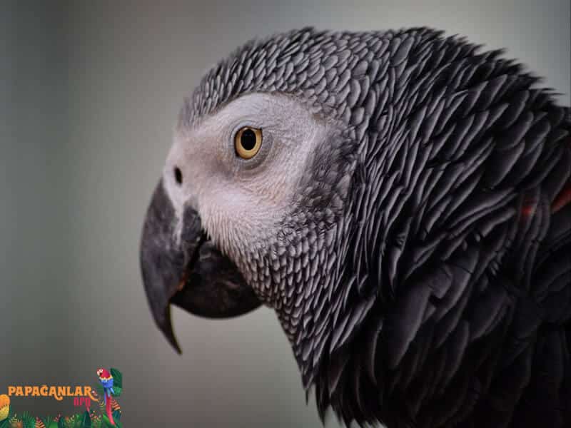 African Gray Parrot Eye Swelling