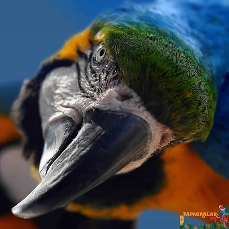 Parrot Eye Abscess