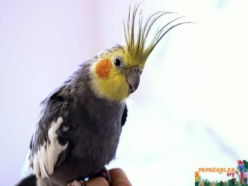 Nymphensittich Papagei Augenschwellung