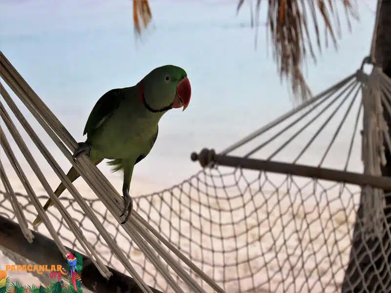 Das Urlaubsabenteuer eines Papageis