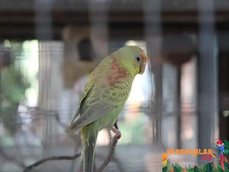 Papagei im Gespräch mit seinem Besitzer