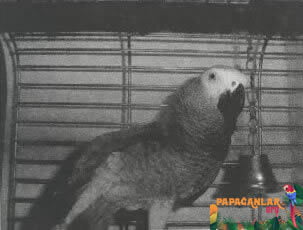 Body Language of Parrots