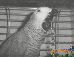 Body Language of Parrots