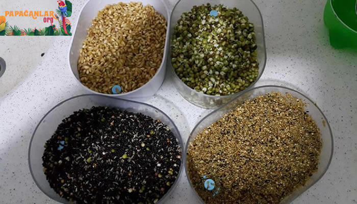 Materiales de germinación de semillas y semillas
