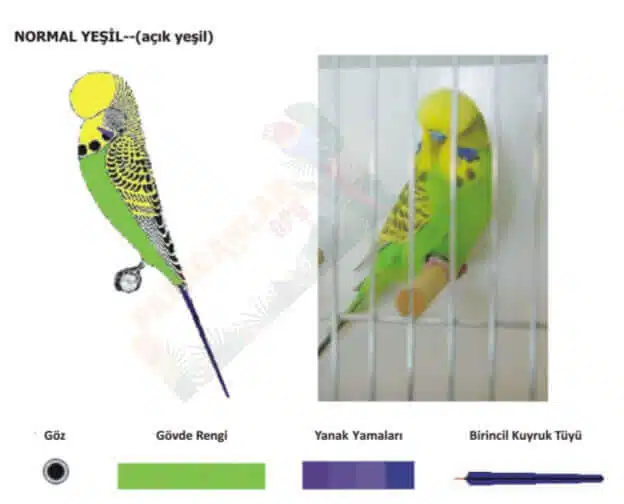 Normal Açık Yeşil Muhabbet Kuşları