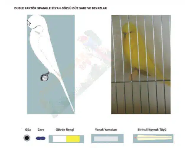 Duble Faktör Spangle Siyah Gözlü Düz Sarı Beyaz Muhabbet Kuşları