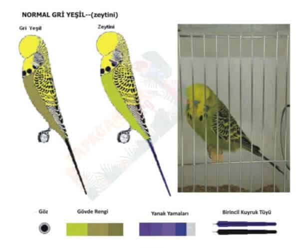 Normal Gri Yeşil(zeytini) Muhabbet Kuşu