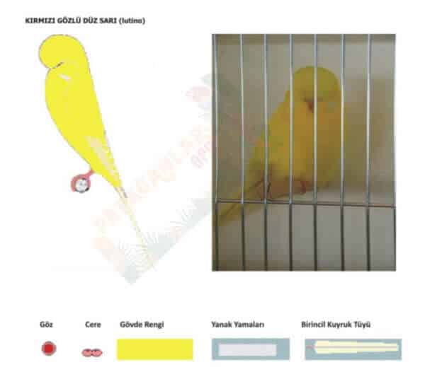 Kırmızı Gözlü Düz Sarı Lutino Muhabbet Kuşları
