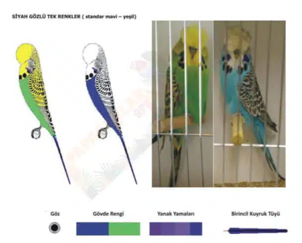 Siyah Gözlü Tek Renkler(Standart Mavi-Yeşil) Muhabbet Kuşları
