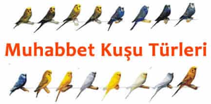Budgerigar Species Prices and Features