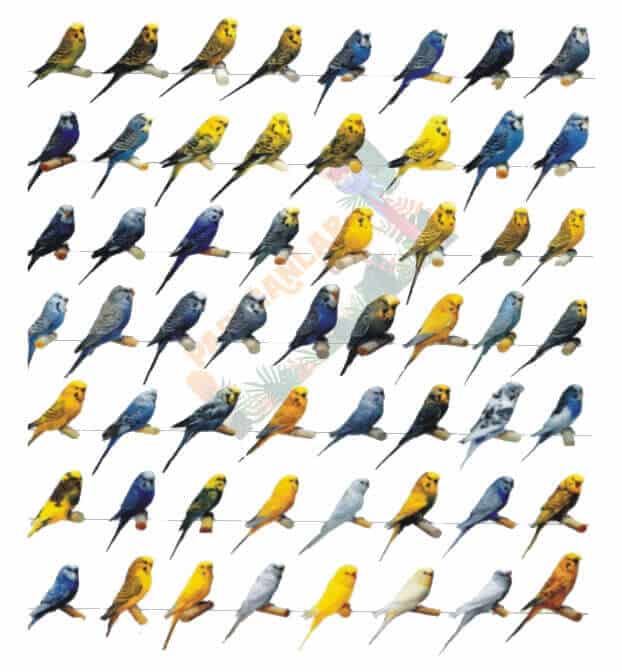 Tüm Muhabbet Kuşları Türleri Özellikleri ve Renkleri