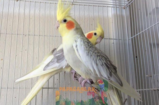 Perle Nymphensittich Papagei Geschlechtsunterscheidung