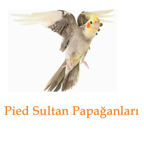 Pied Sultan Papağanı