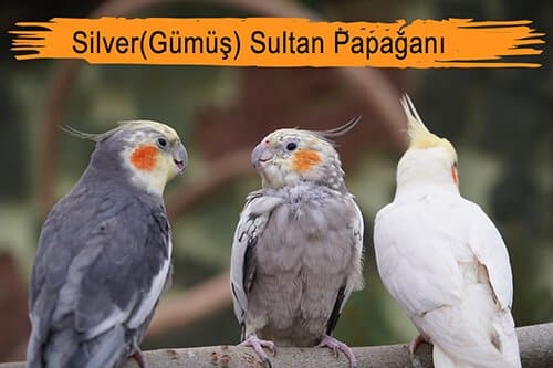Silver Sultan Papağanı